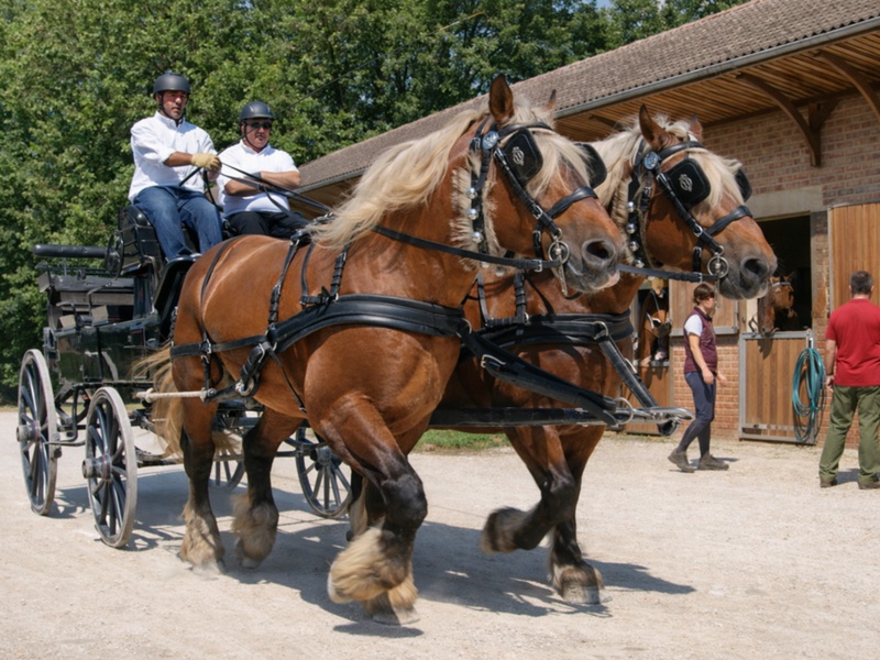 Aphasie, Puzzle numérique – chevaux haras
