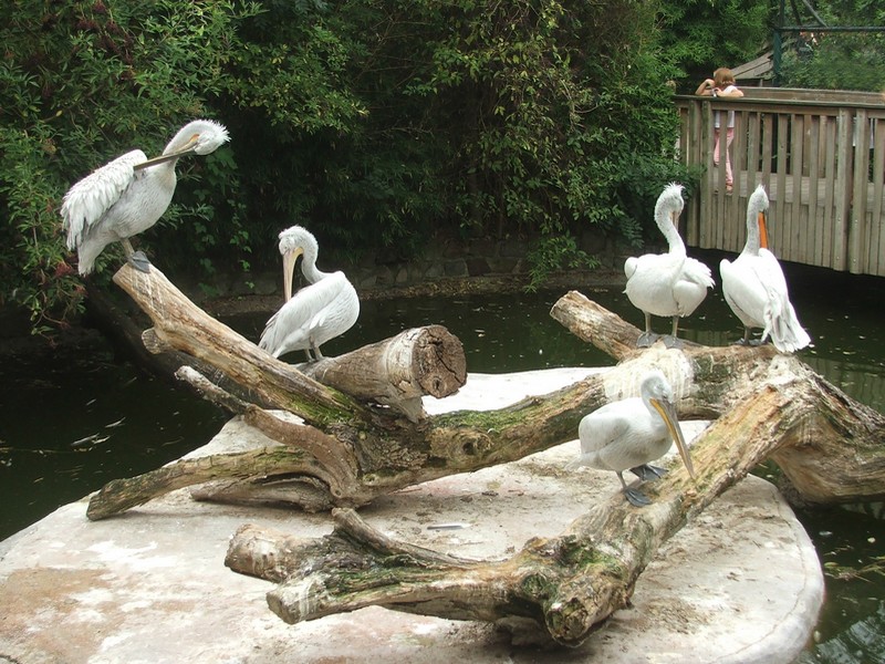 Aphasie, Puzzle numérique – zoo de Maubeuge